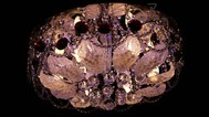 Люстра галогенная 3592 CR/9 WT+RBP (E14), фото 1