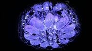 Люстра галогенная 3592 CR/9 WT+RBP (E14), фото 8